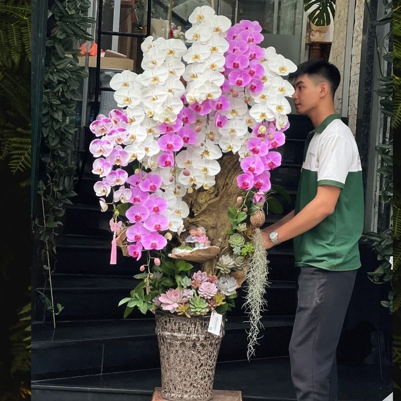 Lũa Lan Hồ Điệp Mix 3 Màu Trắng, Hồng, Đốm Dáng Cao Tặng Khai Trương VIP 2