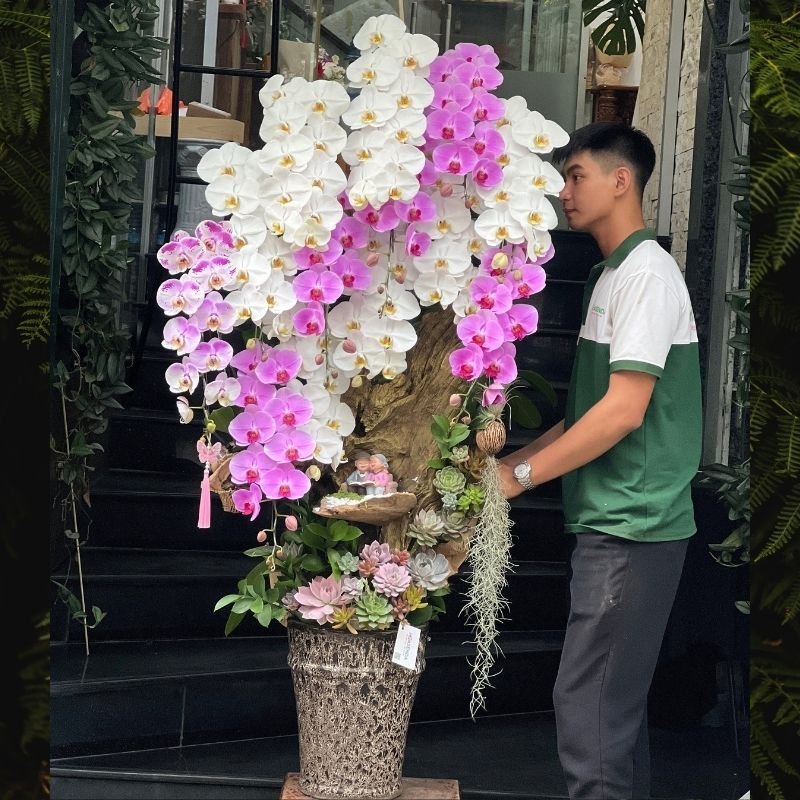 Lũa Lan Hồ Điệp Mix 3 Màu Trắng, Hồng, Đốm Dáng Cao Tặng Khai Trương VIP