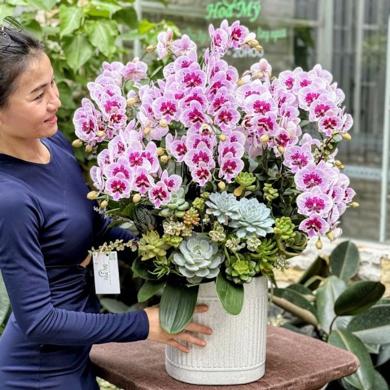 Chậu Lan Hồ Điệp Mini Tím Đốm Hay Còn Gọi Là Tiểu Hồ Điệp - Mẫu Hoa Đẹp Tặng Phụ Nữ