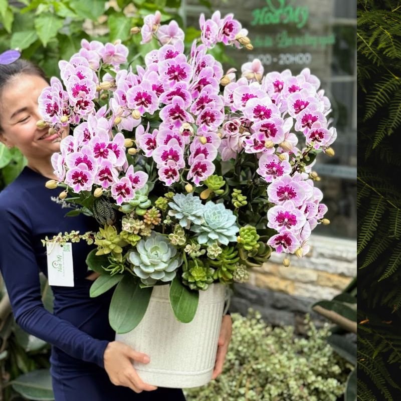 Chậu Lan Hồ Điệp Mini Tím Đốm Hay Còn Gọi Là Tiểu Hồ Điệp - Mẫu Hoa Đẹp Tặng Phụ Nữ 2