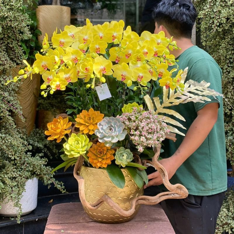 Chậu Lan Hồ Điệp Vàng Mix Sen Đá Vàng - Hoa Khai Trương, Sinh Nhật  Ý Nghĩa May Mắn