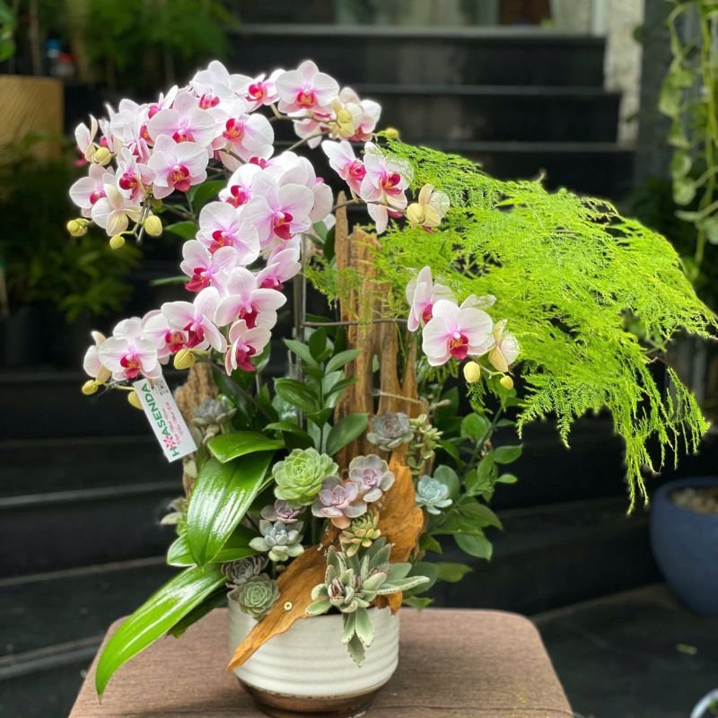 Chậu Lan Hồ Điệp Mini Để Bàn Xu Hướng Hoa Sinh Nhật, Khai Trương