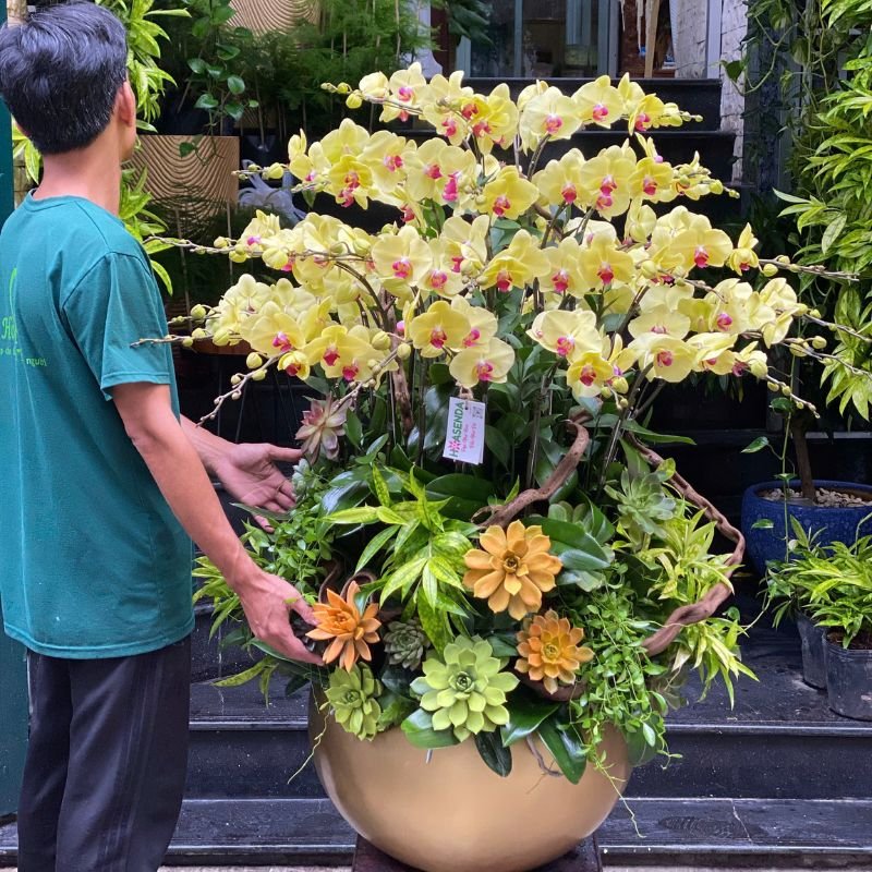 Hoa Sinh Nhật Cho Nam: Bình Hoa Lan Hồ Điệp Vàng 35 Cành