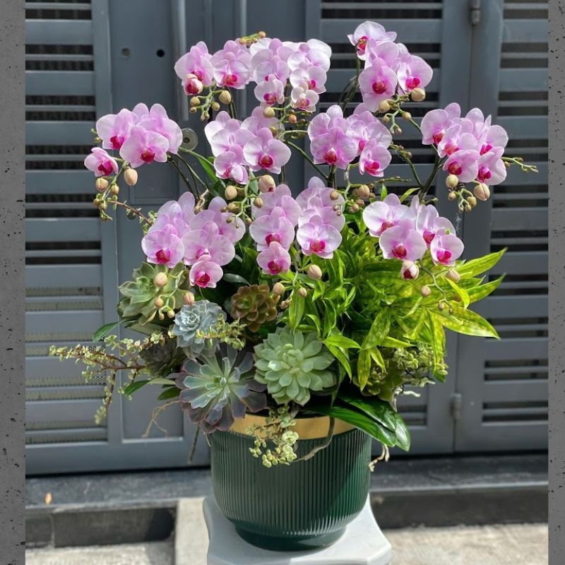 Hoa Sinh Nhật Cho Khách Hàng - Bình Hoa Lan Hồ Điệp Để Bàn Màu Hồng Mix Sen Đá