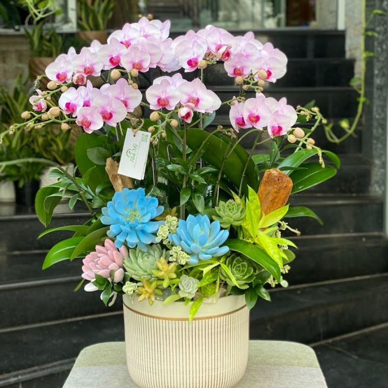 Hoa Sinh Nhật Cho Mẹ - Vì Sao Nên Chọn Bình Hoa Lan Hồ Điệp Mini Để Bàn Màu Hồng Mix Cùng Sen Đá Xanh