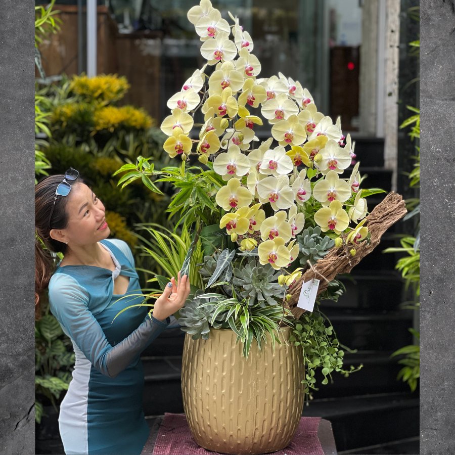 Giá Chậu Lan Hồ Điệp 5 Cành Màu Vàng Mix Sen Đá Và Lũa Gỗ Dáng Dài Khoảng Bao Nhiêu? 2