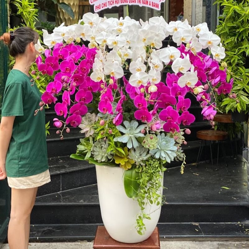 Giá Hoa Lan Hồ Điệp Hai Màu Mix Sen Đá Phủ Full Gốc Tặng Sinh Nhật Sếp Nữ