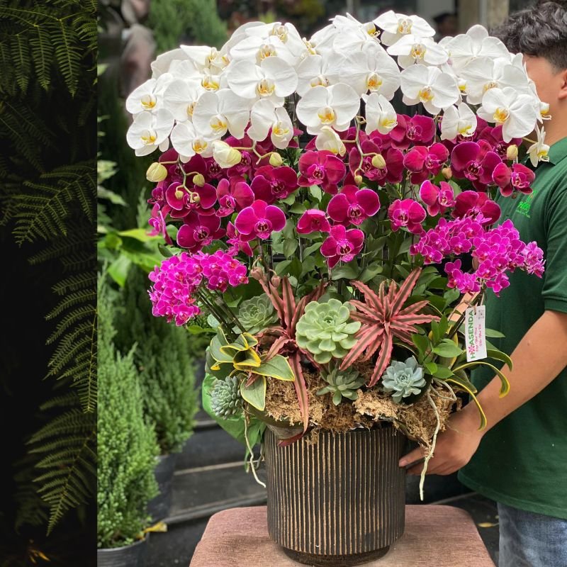 Chậu Hoa Lan Ho Diep Ba Màu Trắng, Tím, Hồng Mix Sen Đá Đẹp Và Lạ