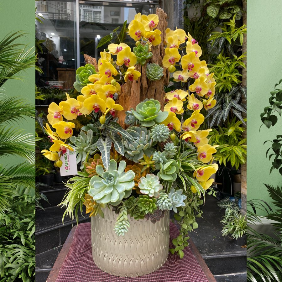 Hoa Lan Chậu Màu Vàng Mix Sen Đá Decor Trên Lũa Gỗ Cực Sang Mừng Khai Trương Phát Tài 2