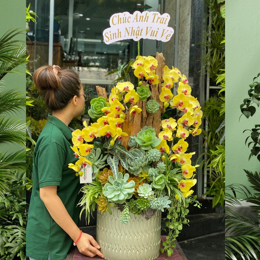 Hoa Lan Chậu Màu Vàng Mix Sen Đá Decor Trên Lũa Gỗ Cực Sang Mừng Khai Trương Phát Tài