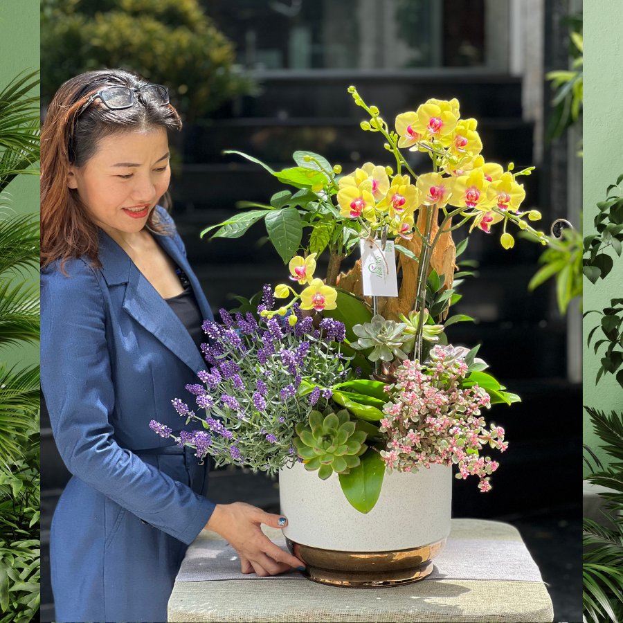 Chậu Lan Hồ Điệp Nhỏ Mix Sen Đá Đô La, Kim Ngân Và Lavender Tím – Biểu Tượng Của Sự Giàu Sang Và May Mắn