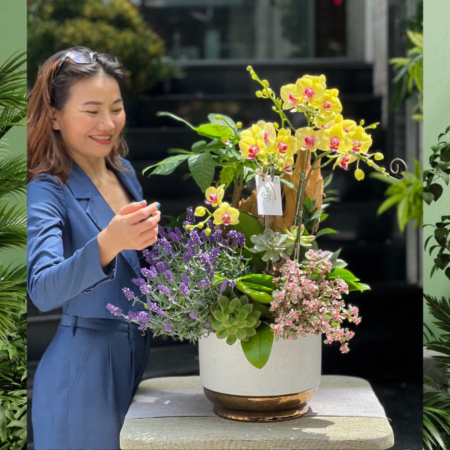 Chậu Lan Hồ Điệp Nhỏ Mix Sen Đá Đô La, Kim Ngân Và Lavender Tím – Biểu Tượng Của Sự Giàu Sang Và May Mắn 2