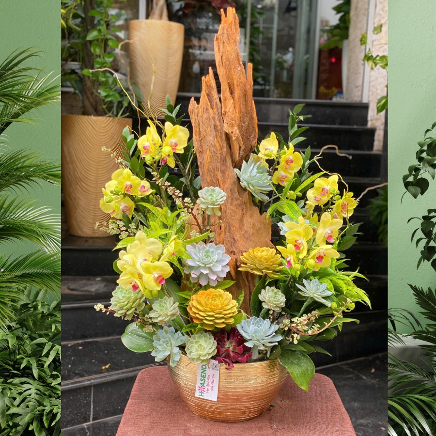 Lan Hồ Điệp Chậu Mix Sen Đá Trồng Cùng Gỗ Lũa- Hoa Tặng Tân Gia Đẹp Và Sang 2