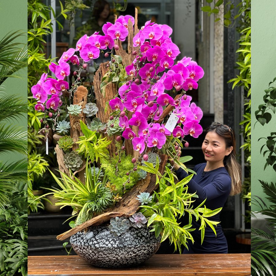 Giá Chậu Lan Hồ Điệp 10 - 15 Cành Mix Sen Đá Decor Trên Lũa Gỗ Hoành Tráng Cực May Mắn 2