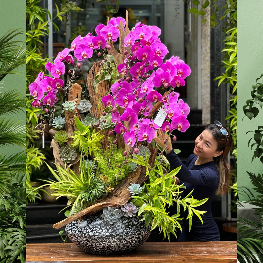 Giá Chậu Lan Hồ Điệp 10 - 15 Cành Mix Sen Đá Decor Trên Lũa Gỗ Hoành Tráng Cực May Mắn 3