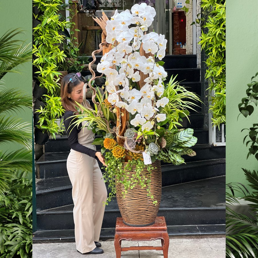 Chậu Lan Hồ Điệp Trắng Dáng Cao Mix Sen Đá và Lũa Gỗ - Biểu Tượng Của Sự Sang Trọng và May Mắn 2