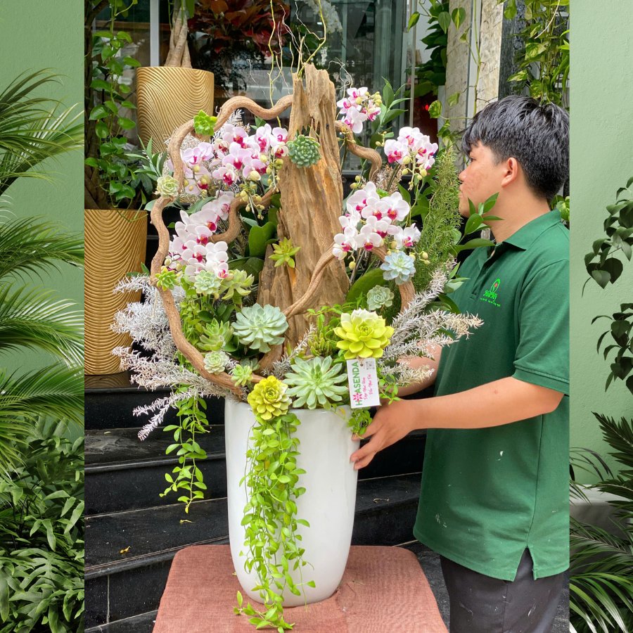 Lan Hồ Điệp Hồng Phấn Mix Sen Đá Và Lũa Gỗ - Món Quà Sinh Nhật Ý Nghĩa Dành Tặng Mẹ
