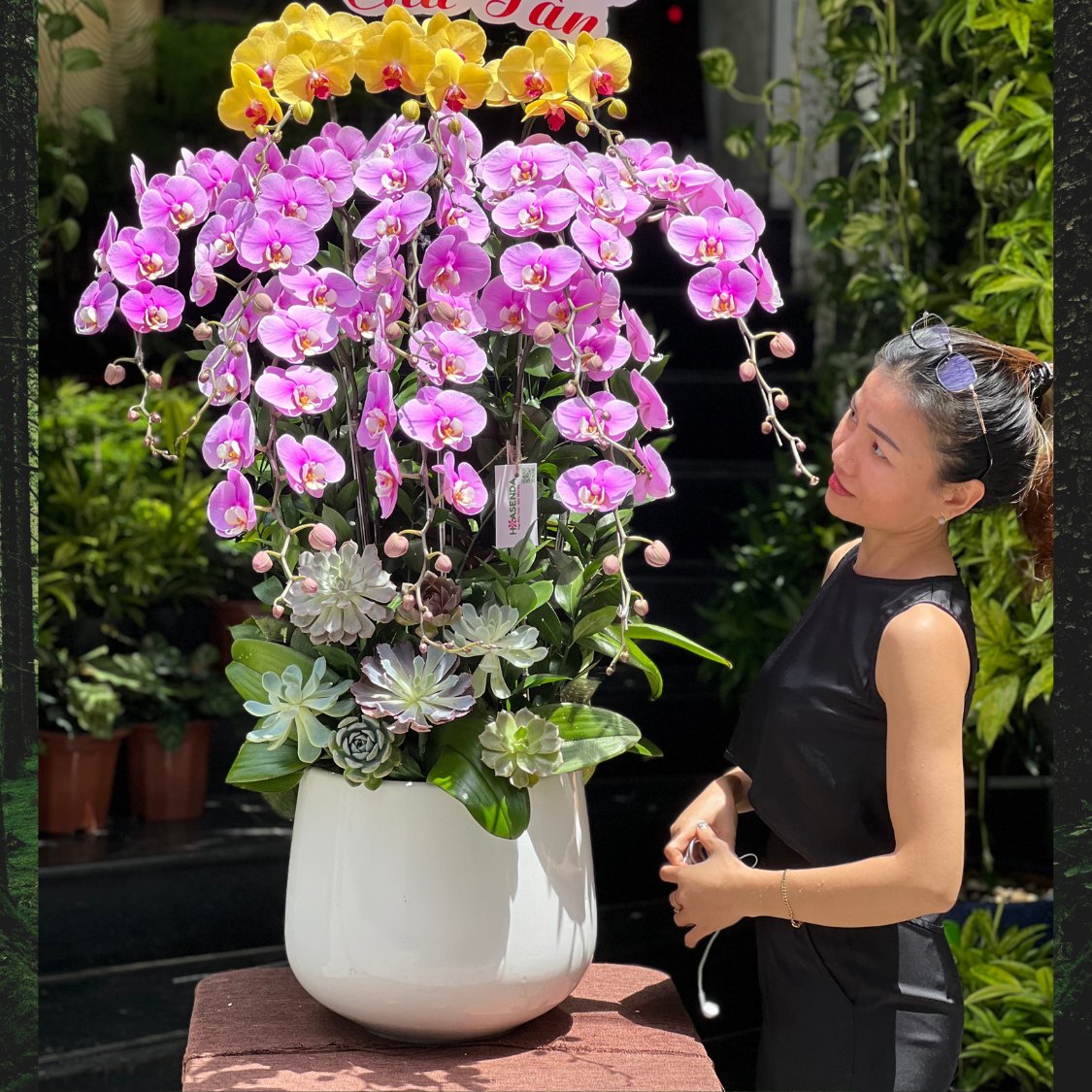Lan Hồ Điệp Hồng Vàng Trồng Chậu Sứ Trắng Mix Sen Đá