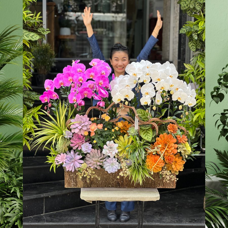 Lan Hồ Điệp Chậu Lớn Hai Màu Trắng Tím Mix Sen Đá – Hoa Tặng Khách Hàng Cao Cấp 2