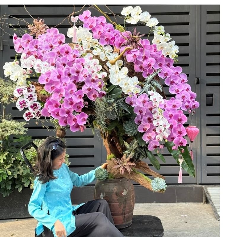 Lan Hồ Điệp Bonsai Dáng Cây Cổ Thụ– Hoa Mang Ý Nghĩa Vững Chãi Tựa Non Ngàn 3