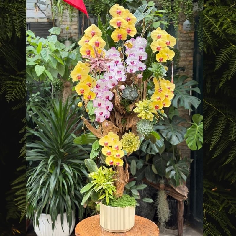 Bonsai Lan Hồ Điệp Lũa Gỗ Dáng Cây Cao Thanh Thoát: Xu Hướng Hoa Khai Trương Mới Lạ Bền Tươi 15 – 30 Ngày 2