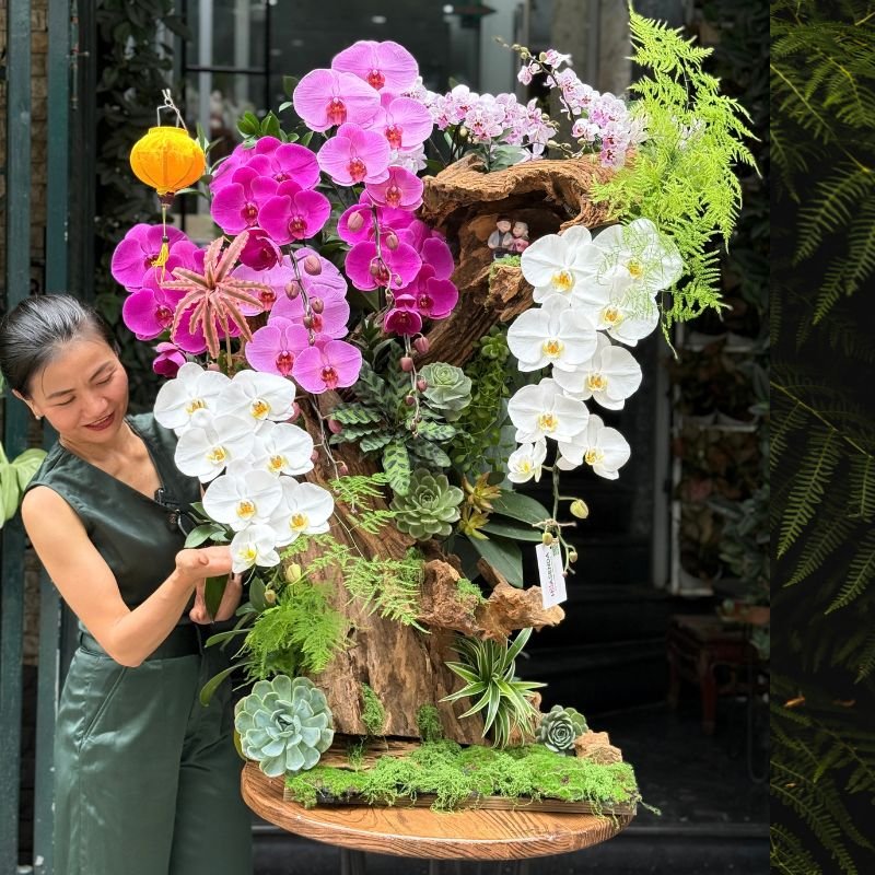 Hoa Tặng Ngày Doanh Nhân Việt Nam 13/10: Tiểu Cảnh Lũa Lan Hồ Điệp Tím, Trắng, Hồng Mix Sen Đá Dáng Bonsai