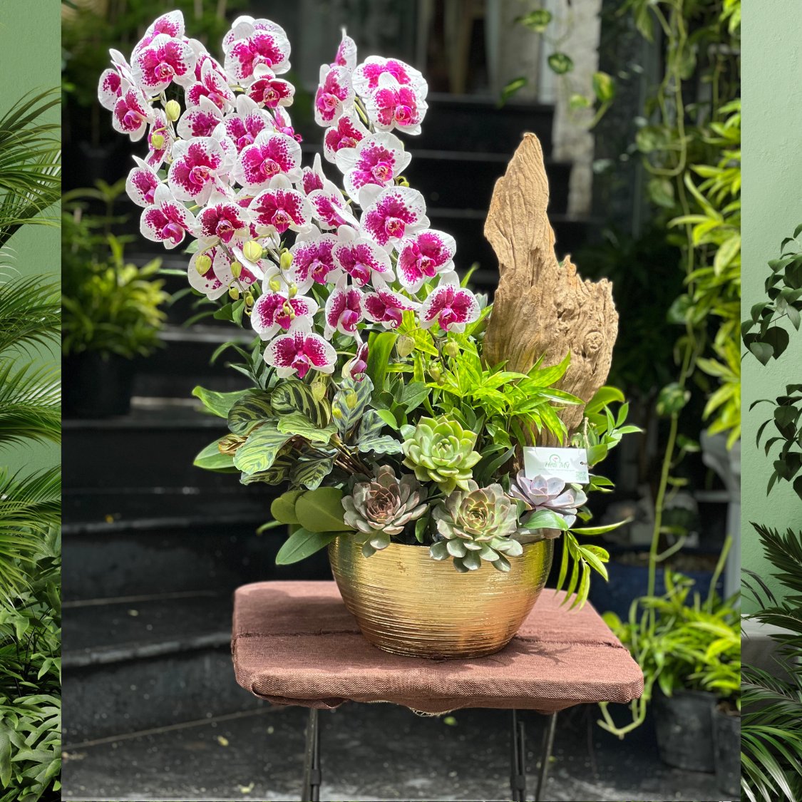 Chậu Lan Hồ Đẹp Màu Trắng Đột Biến Mix Sen Đá Và Lũa Gỗ – Quà Tặng Cá Tính Mừng Sinh Nhật Sếp Nam 2