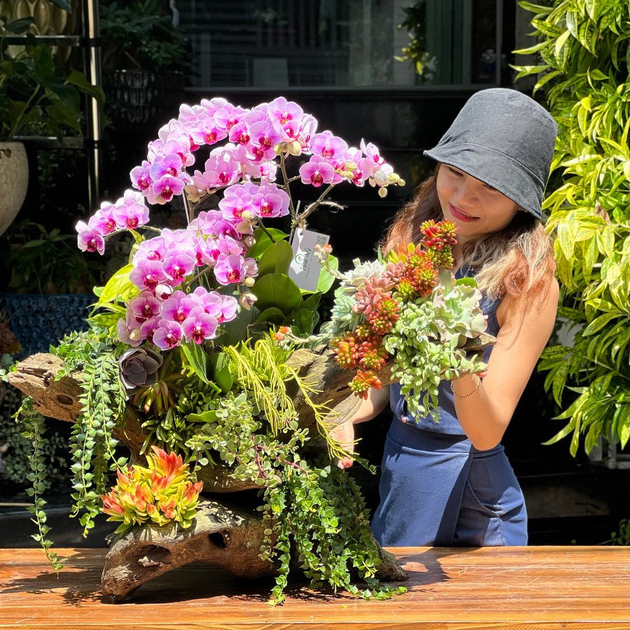 Lũa Lan Hồ Điệp Mini Mix Sen Đá Decor Để Bàn – Mang Hơi Thở Sống Xanh Vào Nhà 2