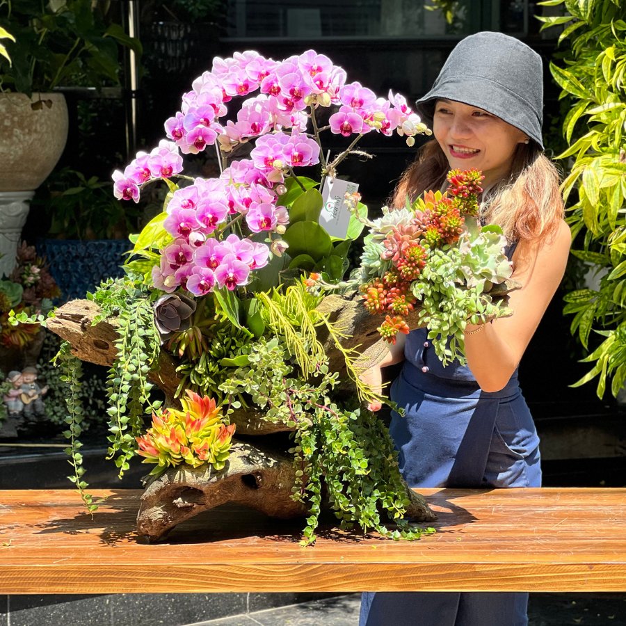 Lũa Lan Hồ Điệp Mini Mix Sen Đá Decor Để Bàn – Mang Hơi Thở Sống Xanh Vào Nhà