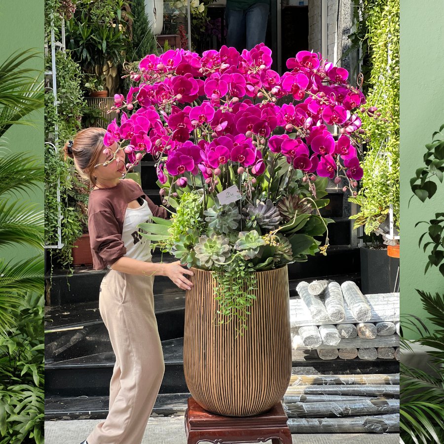 Bình Hoa Lan Hồ Điệp Màu Hồng Siêu To Mix Sen Đá - Điểm Nhấn Đẳng Cấp Cho Đại Sảnh 3