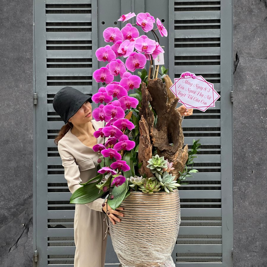 Chậu Lan Hồ Điệp Lớn Màu Tím Mix Sen Đá Và Lũa Gỗ - Lời Tri Ân Mẹ Sâu Sắc