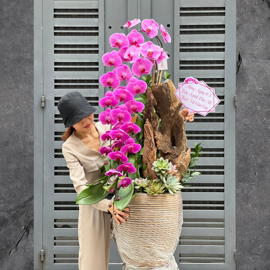 Chậu Lan Hồ Điệp Lớn Màu Tím Mix Sen Đá Và Lũa Gỗ - Lời Tri Ân Mẹ Sâu Sắc 3
