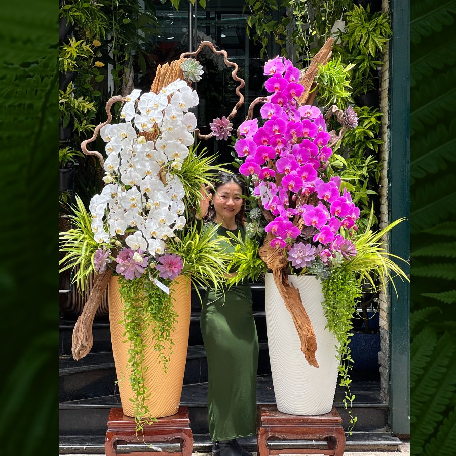 Shop Hoa Lan Hồ Điệp Mix Sen Đá Và Lũa Gỗ Độc - Lạ - Giao Nhanh 24 Giờ TP. Hồ Chí Minh 2