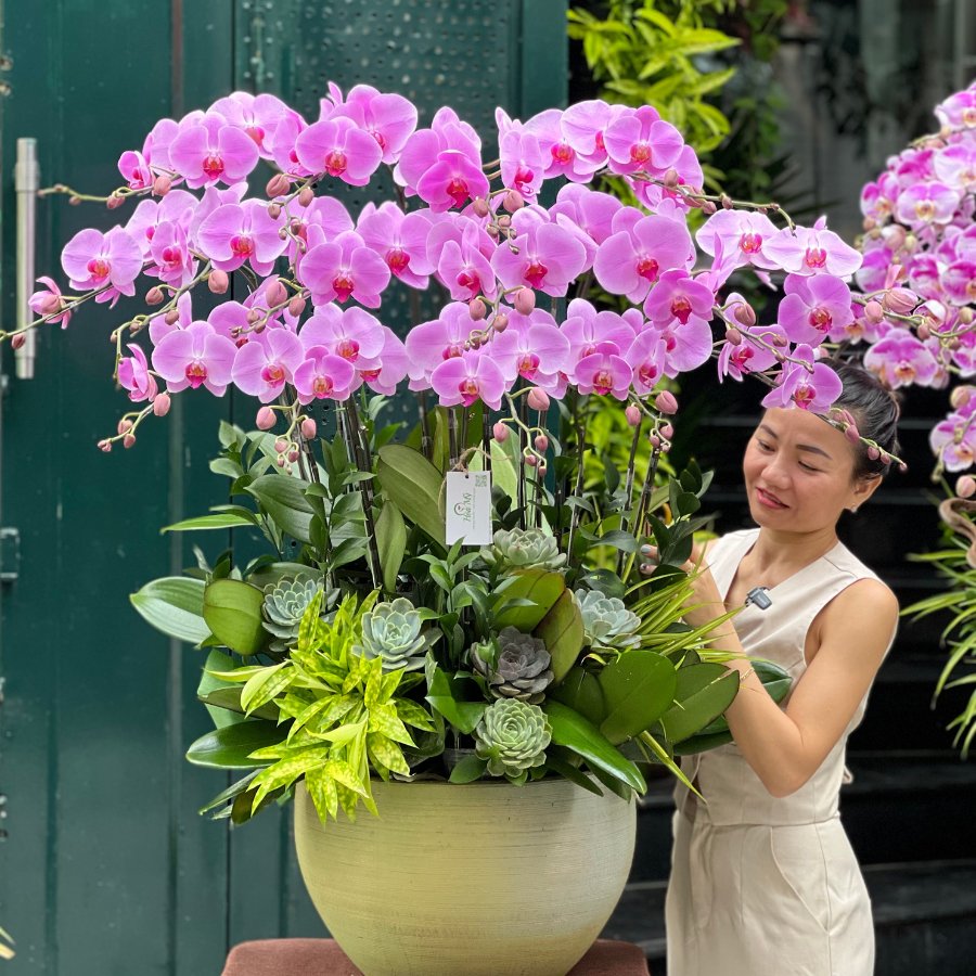 Bình Hoa Lan Hồ Điệp Mix Sen Đá Tặng Sinh Nhật Mẹ: Bí Quyết Chọn Hoa Đẹp Nhất 3