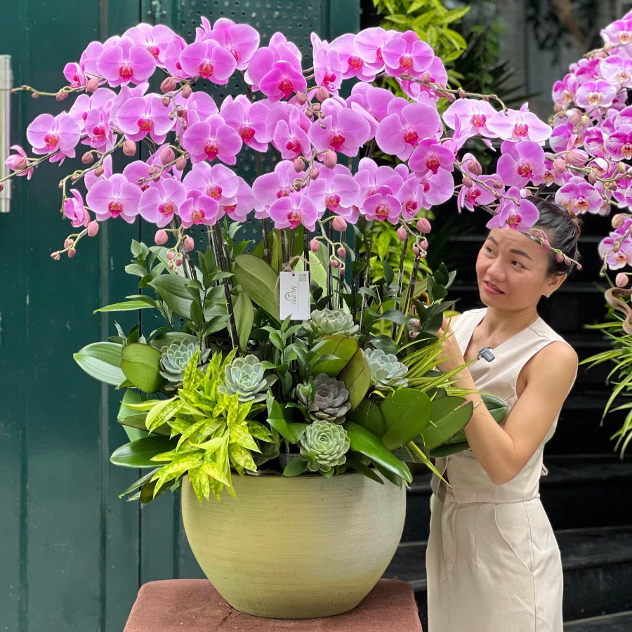 Bình Hoa Lan Hồ Điệp Mix Sen Đá Tặng Sinh Nhật Mẹ: Bí Quyết Chọn Hoa Đẹp Nhất 2