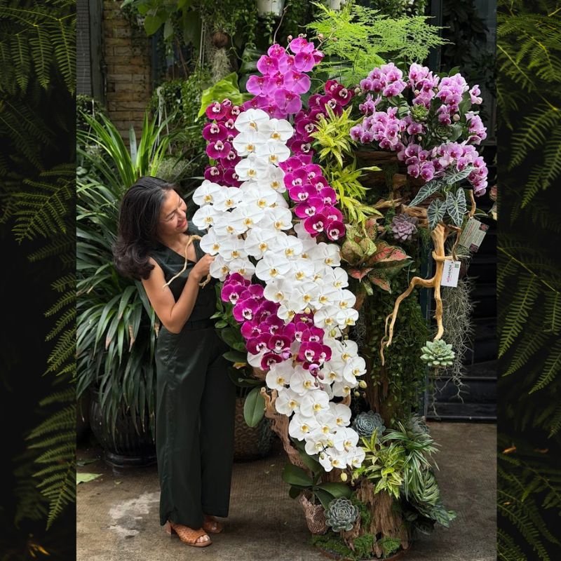 Lan Hồ Điệp Bonsai Khổng Lồ Trồng Gỗ Lũa, Sen Đá, Cây Xanh Tặng Chủ Tịch, CEO Ngày Doanh Nhân Việt Nam 13/10