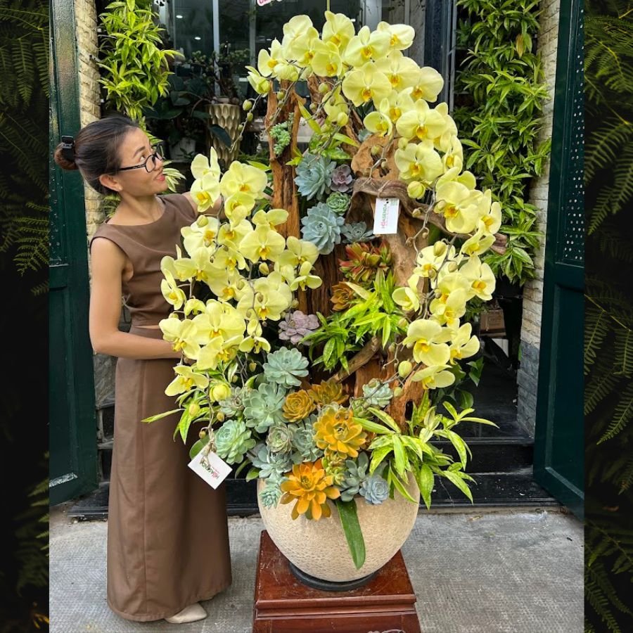 Chậu Lũa Hồ Điệp Vàng Trồng Với Sen Đá - Quà Mừng Khai Trương Độc Lạ 2