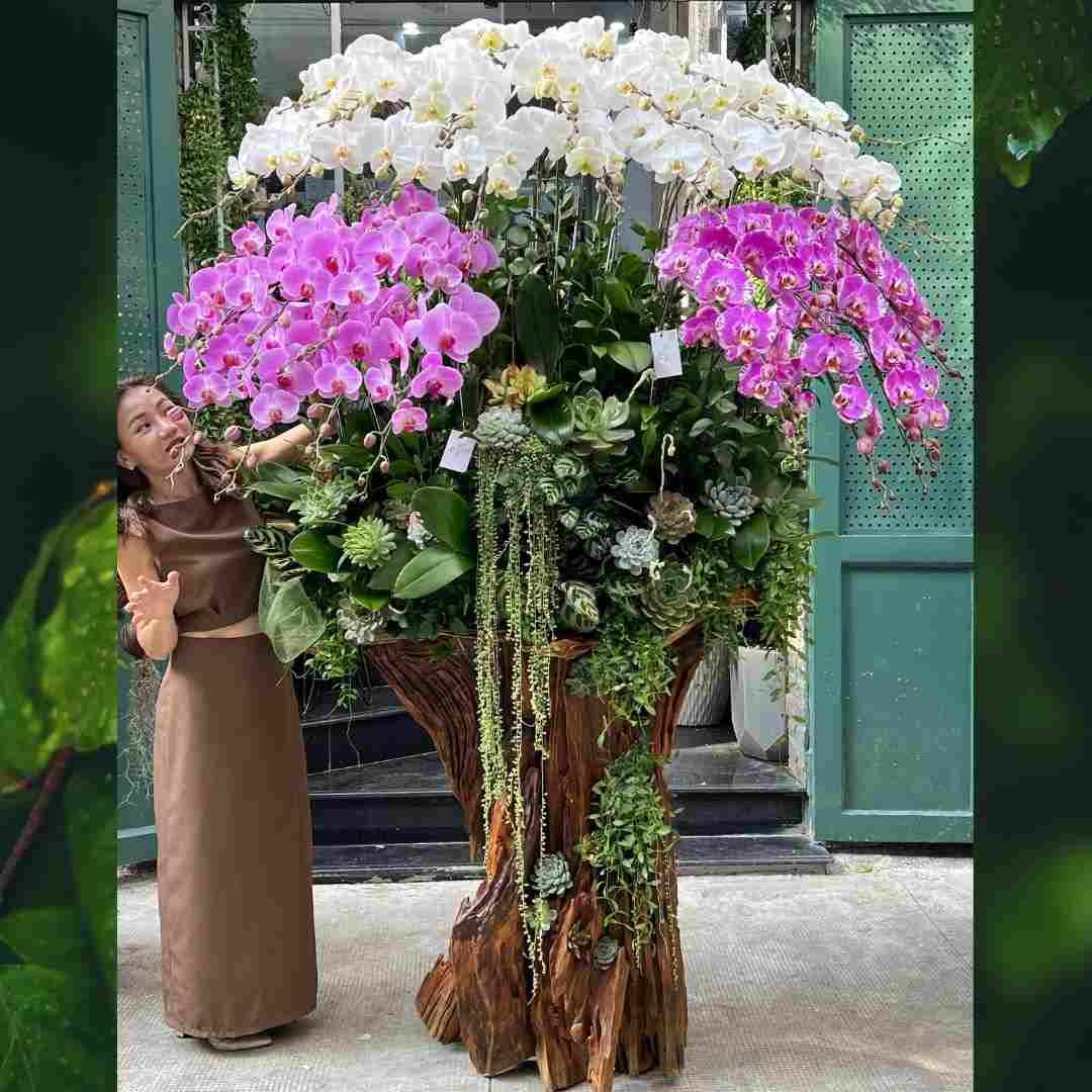 Lũa Hồ Điệp Sen Đá Tết Khổng Lồ - Quà Tặng Cho Sếp Nam