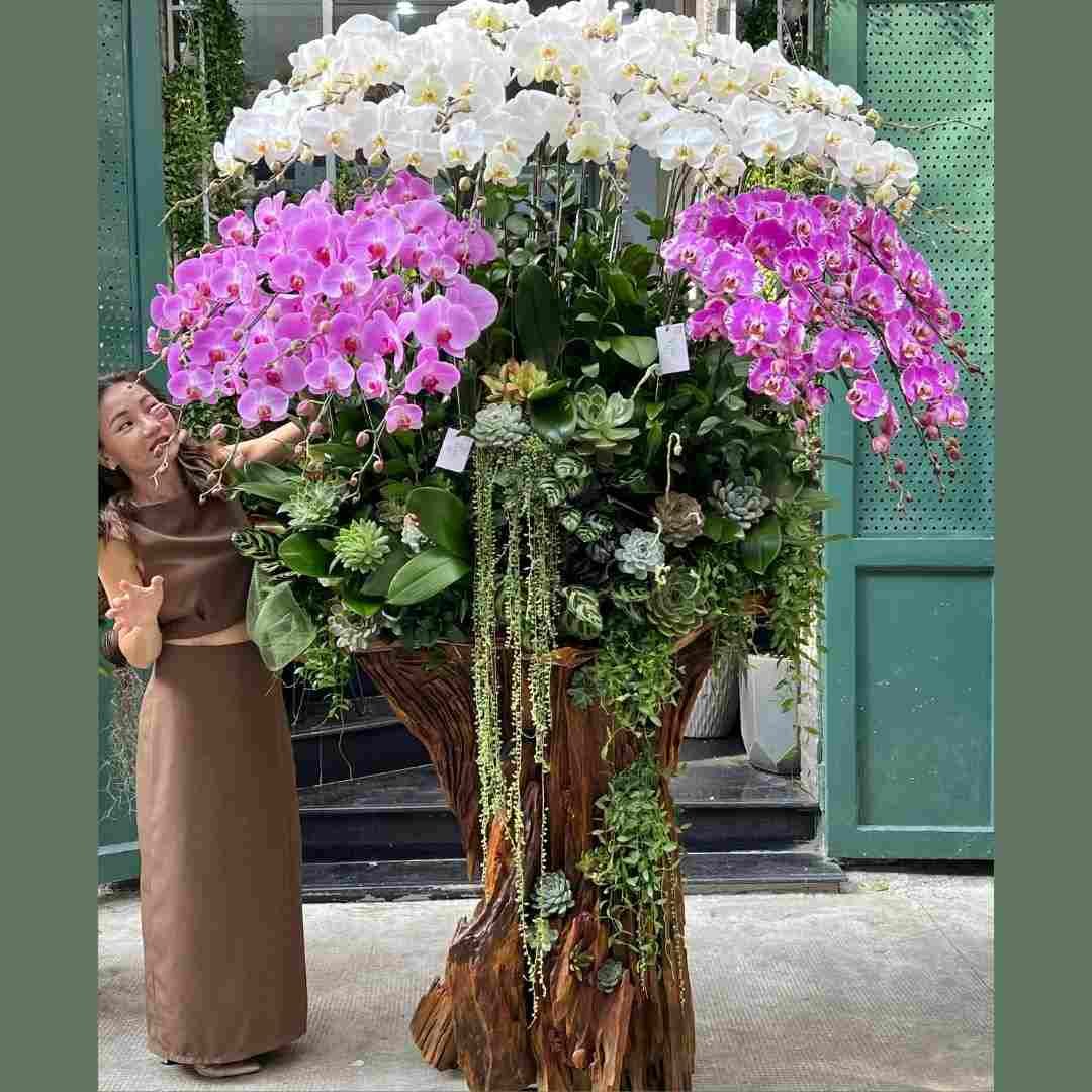 Lũa Hồ Điệp Sen Đá Tết Khổng Lồ - Quà Tặng Cho Sếp Nam 2