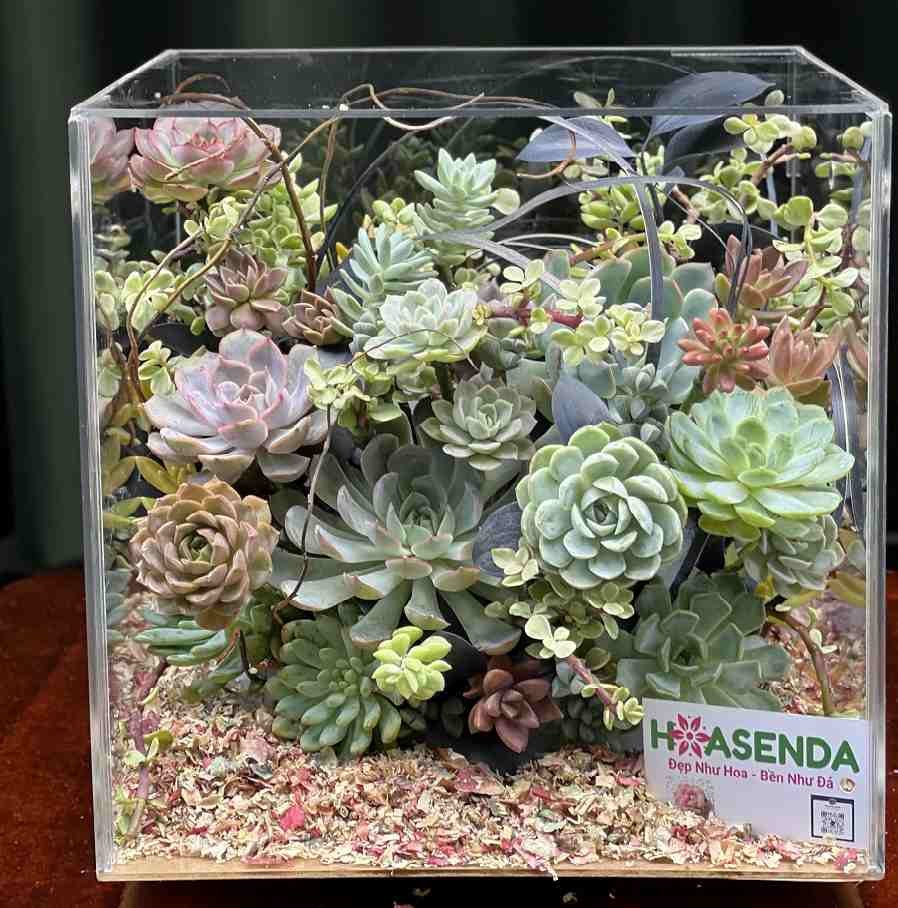 Hộp Mica Hoa Sen Đá – Hộp Quà Tặng Cao Cấp Tươi Đẹp Lâu 2