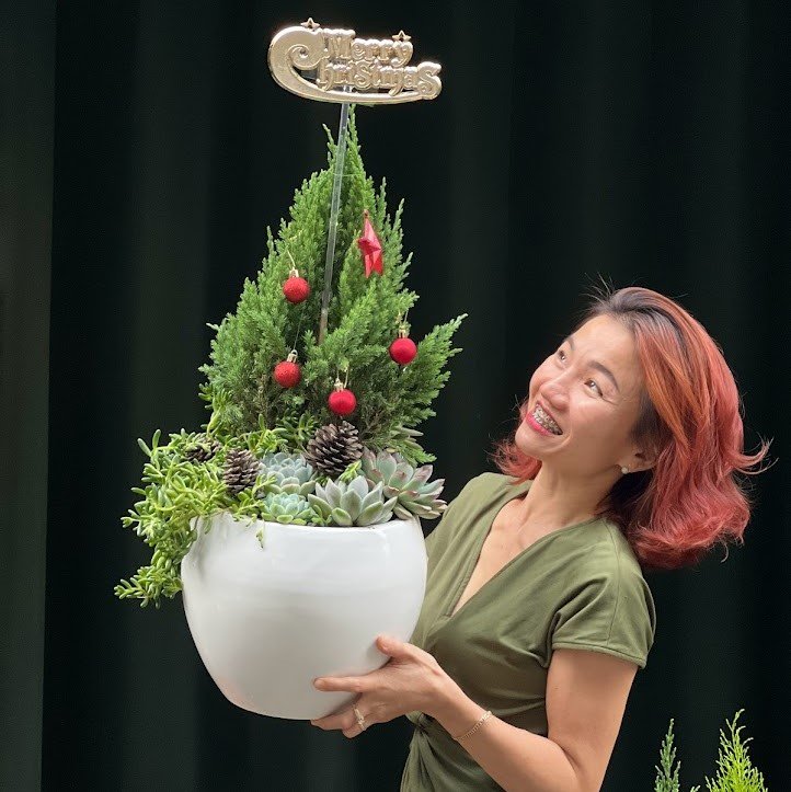 Cây Thông Sen Đá Mix Cây Tùng Tươi Noel