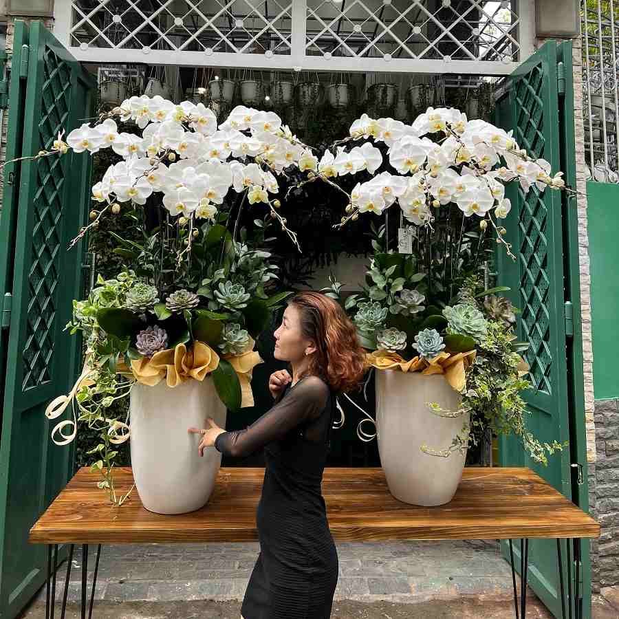 Chậu Hoa Lan Đẹp Màu Trắng Bao Hoa Sen Đá Giá Ưu Đãi 3