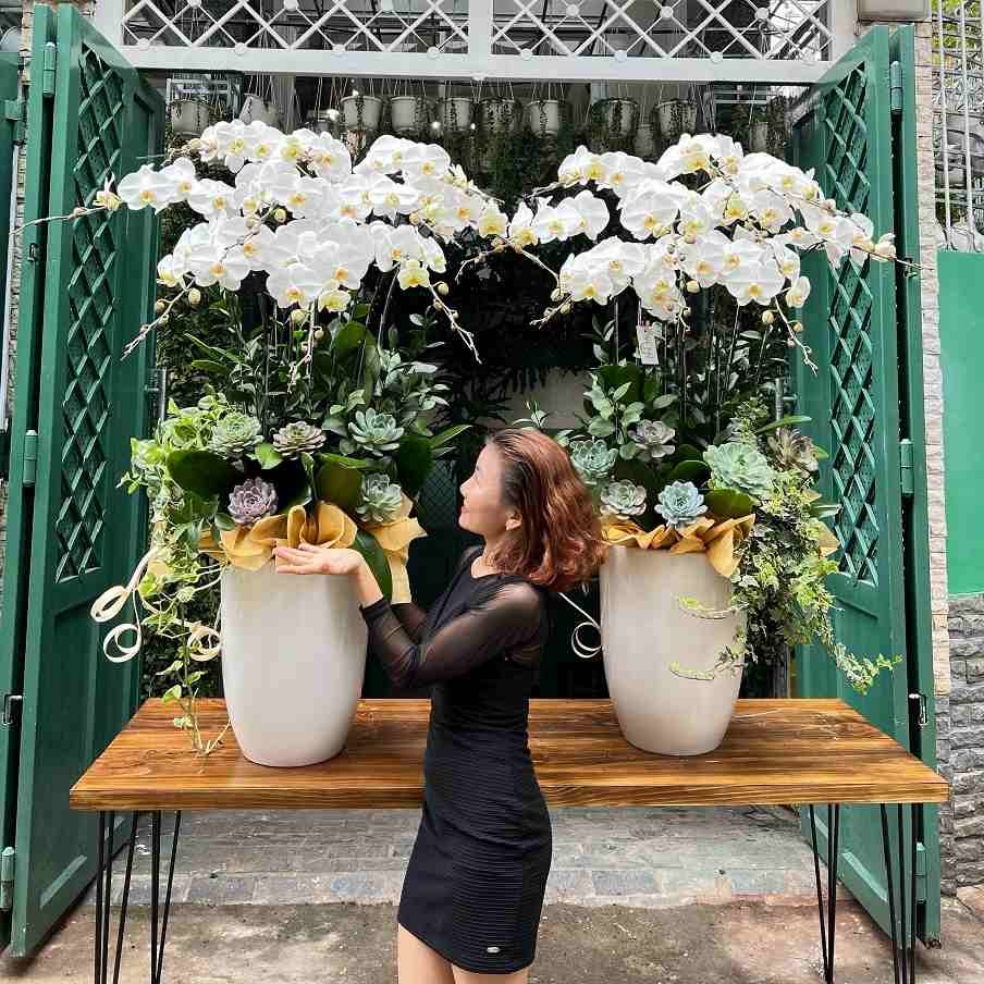 Chậu Hoa Lan Đẹp Màu Trắng Bao Hoa Sen Đá Giá Ưu Đãi