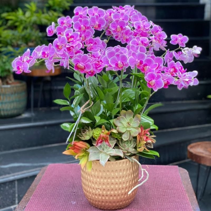 Tiểu Hồ Điệp Tím Hồng Mix Hoa Sen Đá Đẹp và Ý Nghĩa