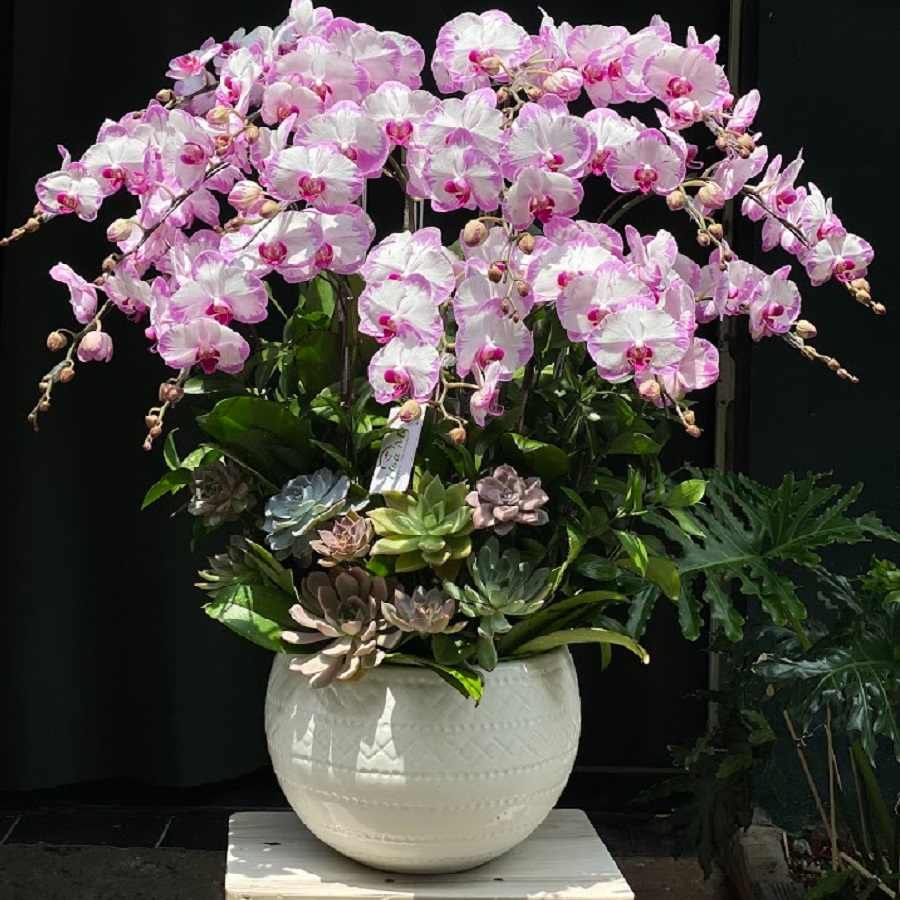 Giá Lan Hồ Điệp Và Hoa Sen Đá Decor Bao Nhiêu?