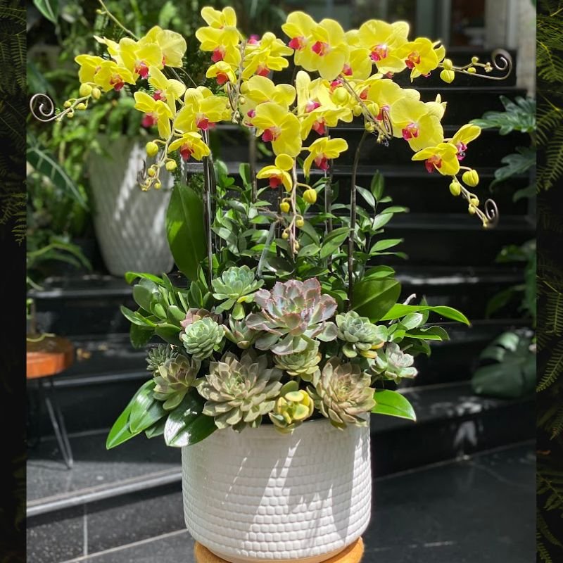 Chậu Hoa Lan Sen Đá Decor Độc Lạ Tươi Cả Tháng