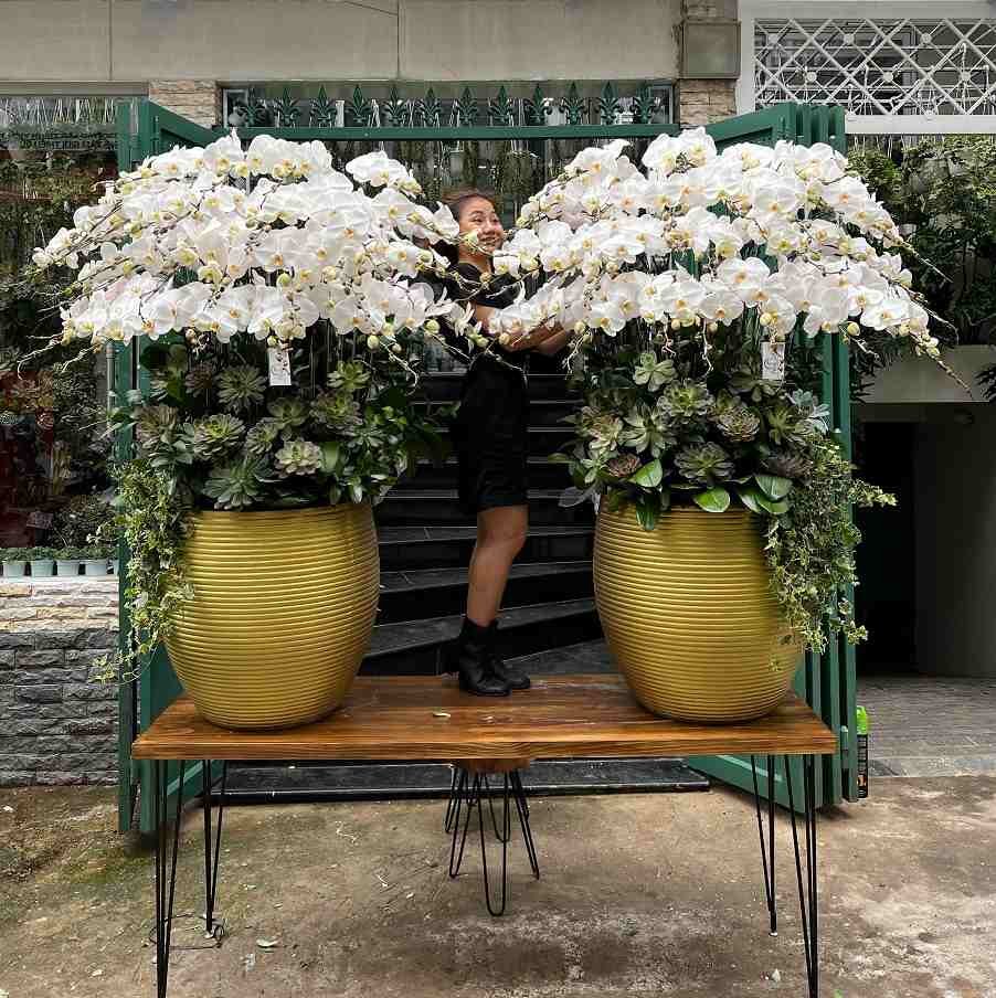Chậu Lan Hồ Điệp Trắng Size Khổng Lồ Sang Trọng, Cao Cấp 2