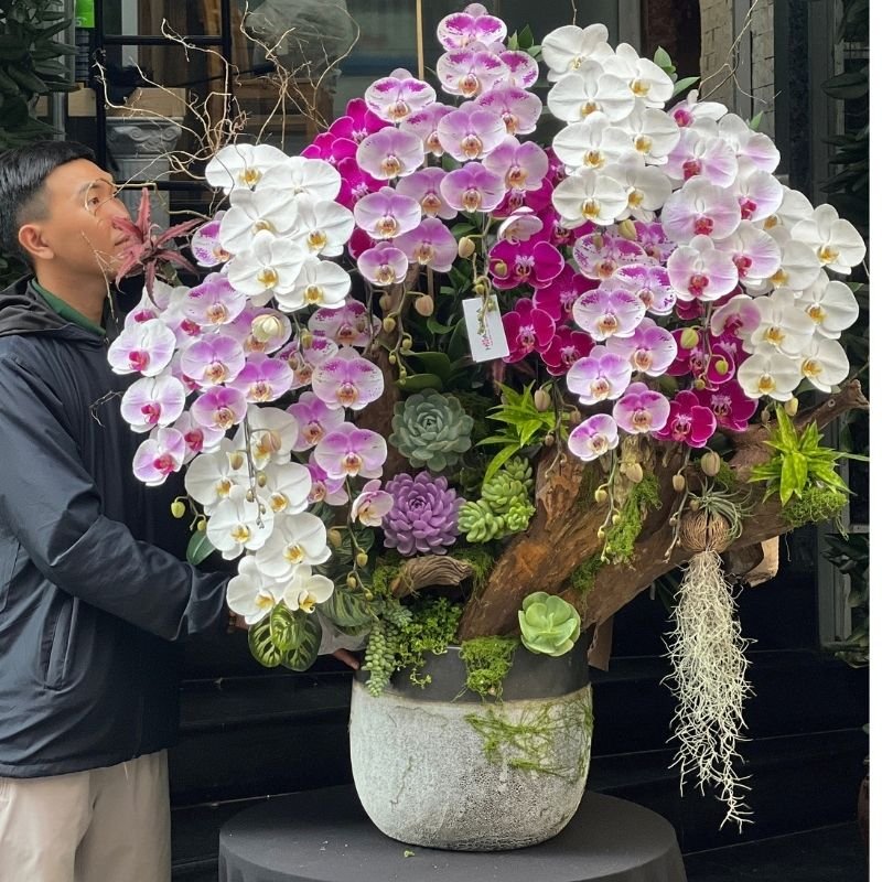 Lan Hồ Điệp Ghép Gỗ Lũa Mix Sen Đá Dáng Bonsai Kích Thước Khủng - Hoa Chúc Mừng Cao Cấp