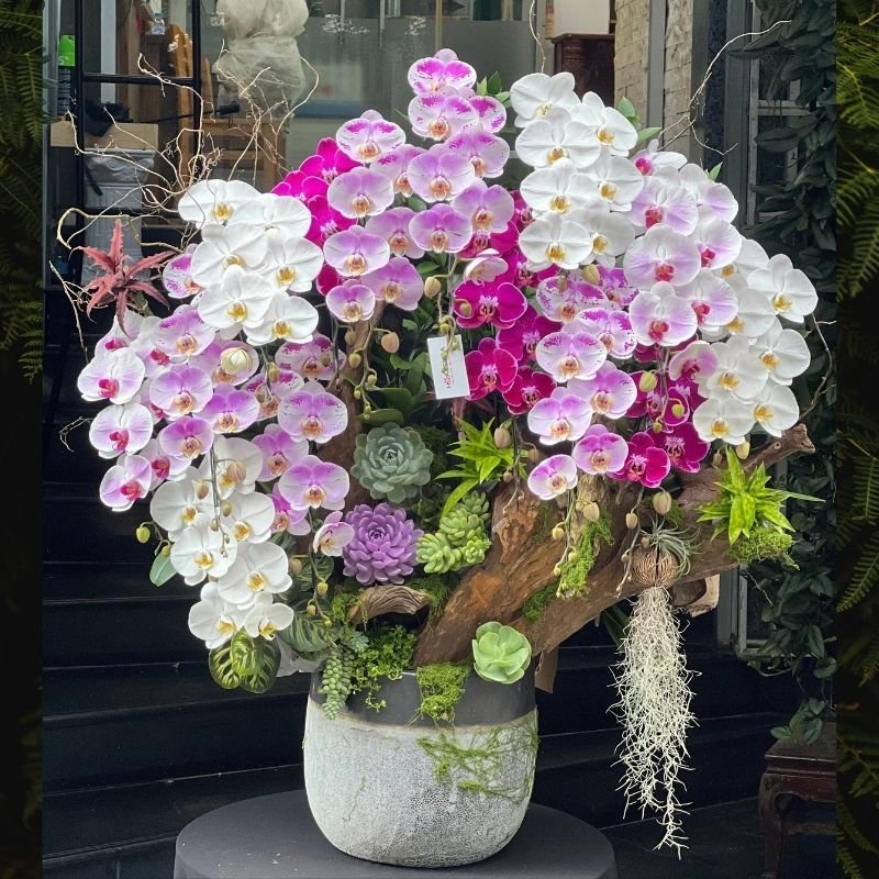 Lan Hồ Điệp Ghép Gỗ Lũa Mix Sen Đá Dáng Bonsai Kích Thước Khủng - Hoa Chúc Mừng Cao Cấp 2