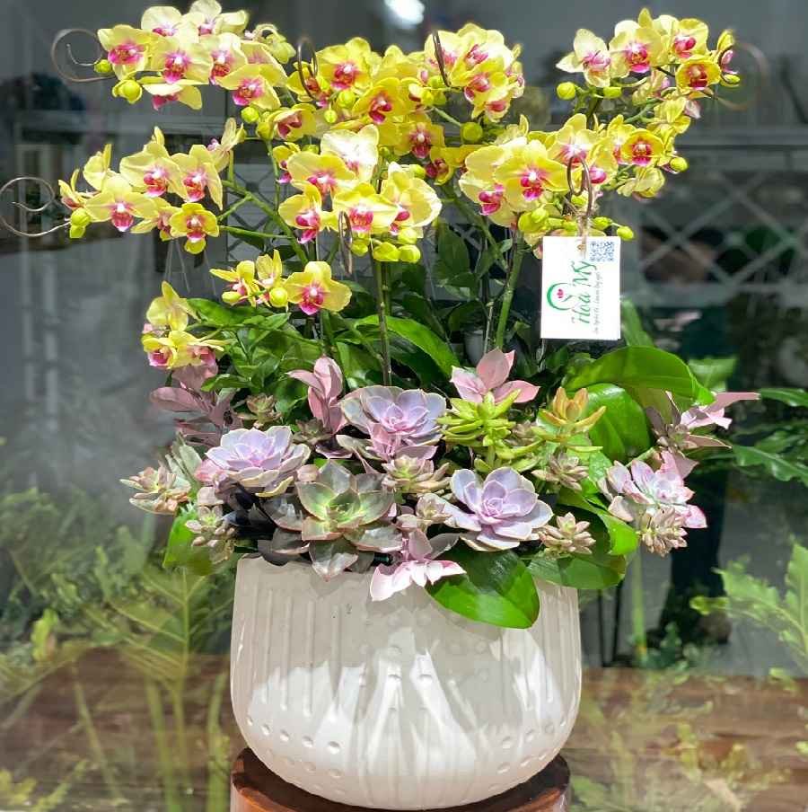 Chậu Hoa Lan Sắc Vàng Bơ Mới Lạ Mix Hoa Sen Đá Tươi 1 Tháng 2